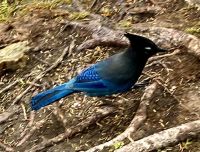 So leuchtend blau unser Blue Jay &ndash; &copy; Elisabeth Fox-Maerki (Eberhardt TRAVEL)