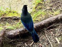 Der schoene Blue Jay (Heer) &ndash; &copy; Elisabeth Fox-Maerki (Eberhardt TRAVEL)