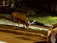 Ein Wapiti auf dem Gehsteig in Banff &ndash; &copy; Elisabeth Fox-Maerki (Eberhardt TRAVEL)