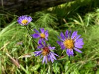 Herbst Aster &ndash; &copy; Elisabeth Fox-Maerki (Eberhardt TRAVEL)