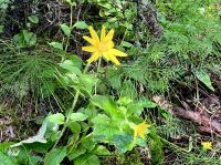 A Daisy - Aster &ndash; &copy; Elisabeth Fox-Maerki (Eberhardt TRAVEL)