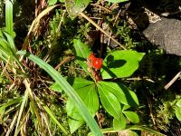 Dogwood plants Beeren &ndash; &copy; Elisabeth Fox-Maerki (Eberhardt TRAVEL)