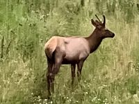 Der junge Wapiti Hirsch &ndash; &copy; Elisabeth Fox-Maerki (Eberhardt TRAVEL)