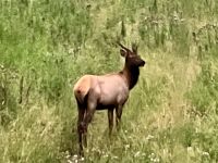 Hello, I am a Wapiti, welcome to Banff &ndash; &copy; Elisabeth Fox-Maerki (Eberhardt TRAVEL)