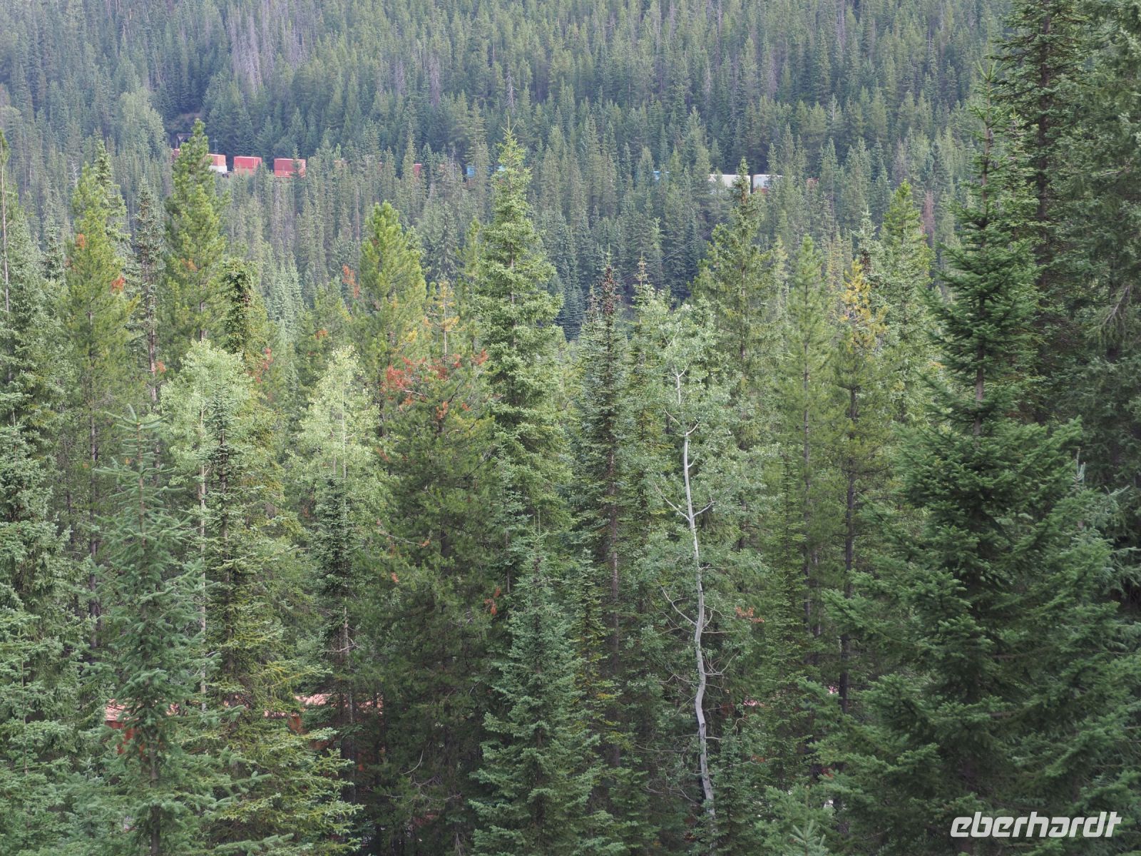 P8260075.JPG, wo ist er denn, der bunte Zug?