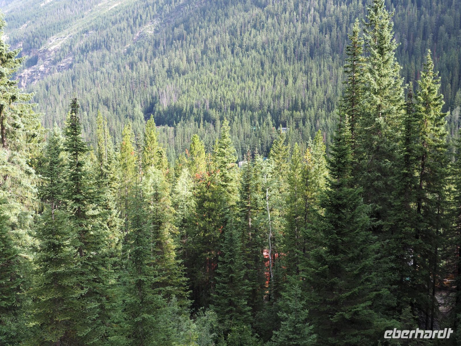 P8260078.JPG, in Windungen fährt er durch die Wälder
