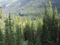 P8260078.JPG, in Windungen fährt er durch die Wälder