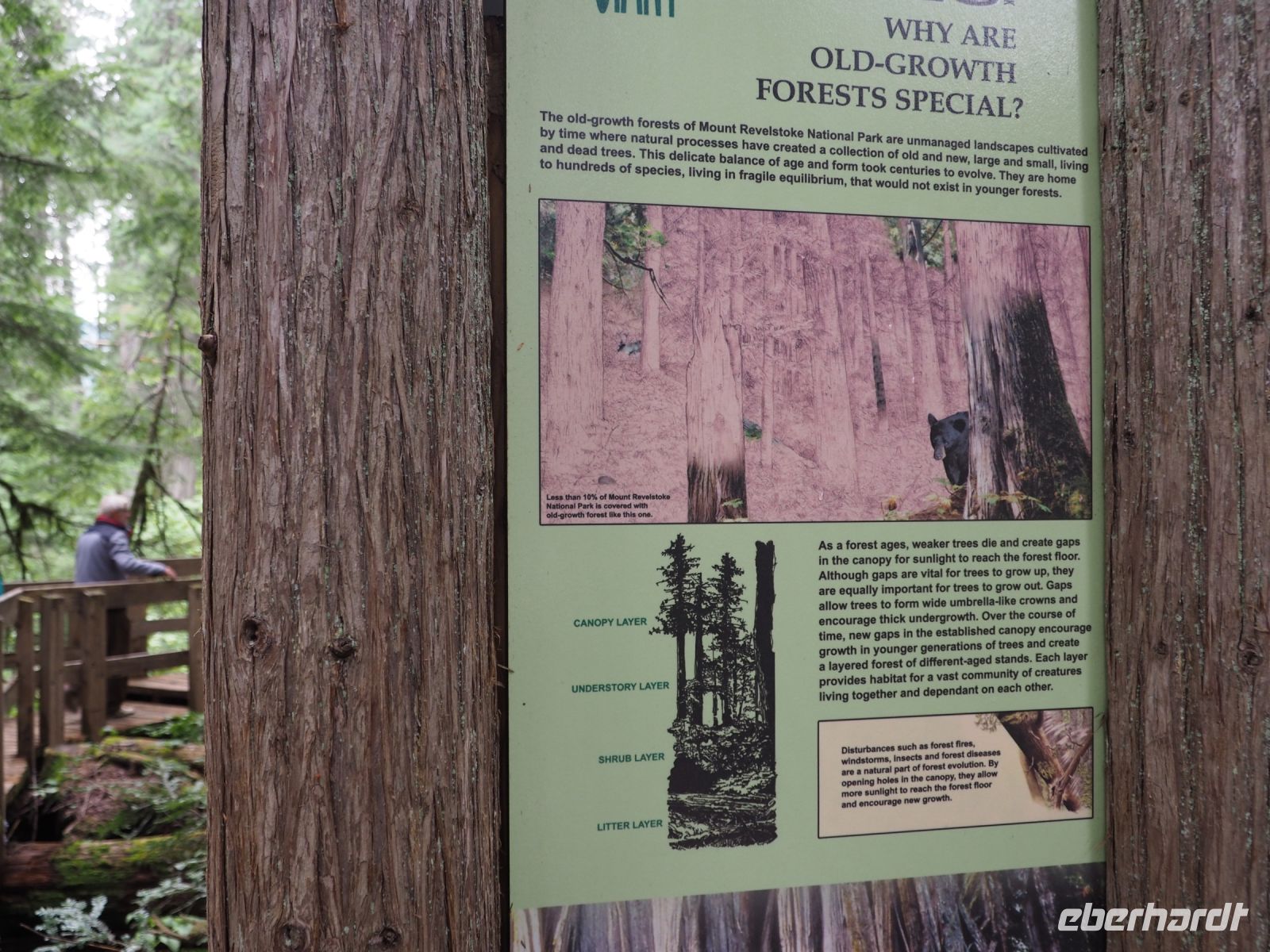 P8260095.JPG, Spaziergang im Wald der Riesen-Zedern
