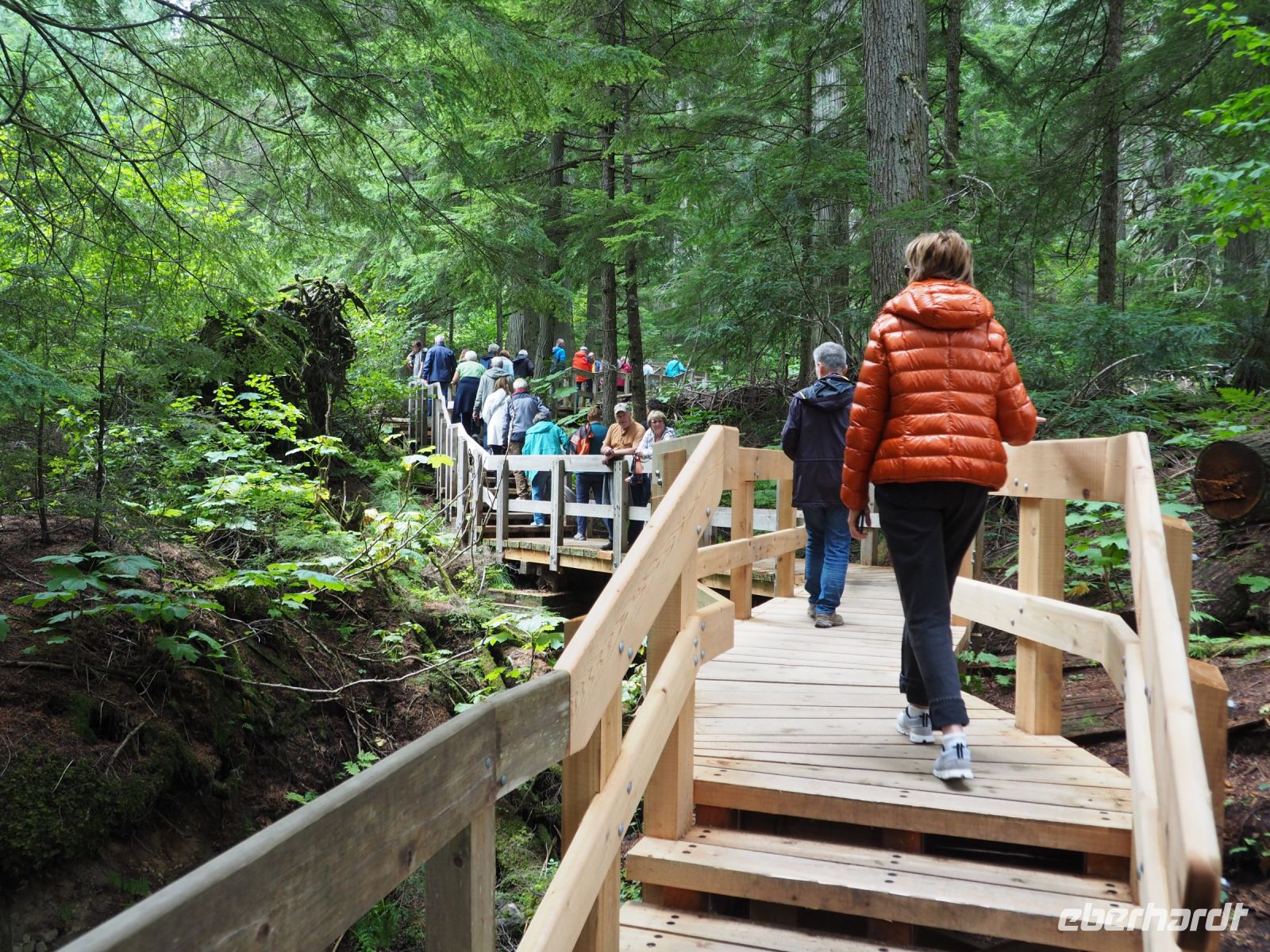 P8260097.JPG, bequemer kann man die Riesenzedern nicht betrachten