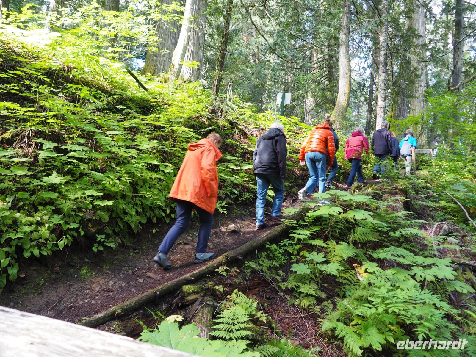 P8280168.JPG, lauter bunte Tupfen im grünen Wald