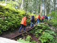 P8280168.JPG, lauter bunte Tupfen im grünen Wald