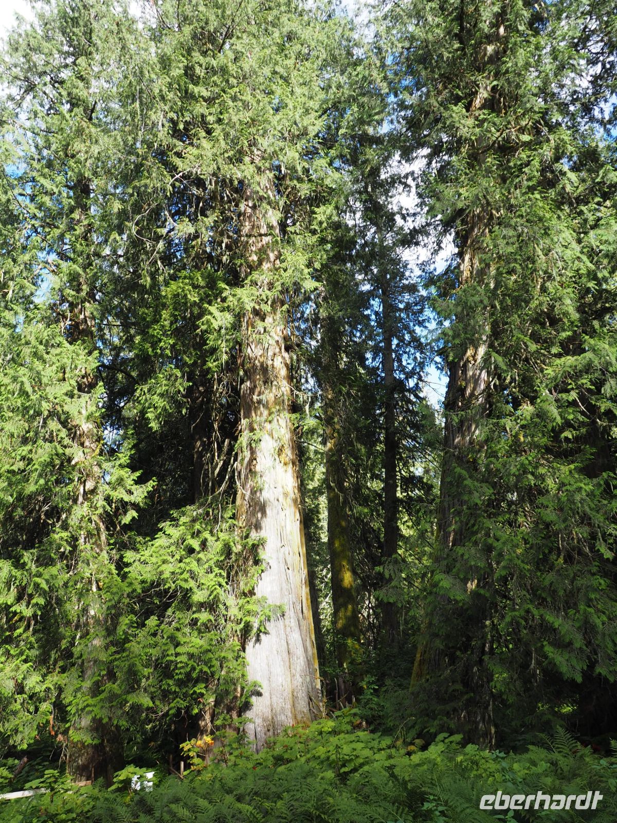 P8280171.JPG, welche Baumriesen