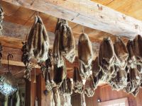 P1010206.JPG, alle erdenklichen Felle sind hier ausgestellt