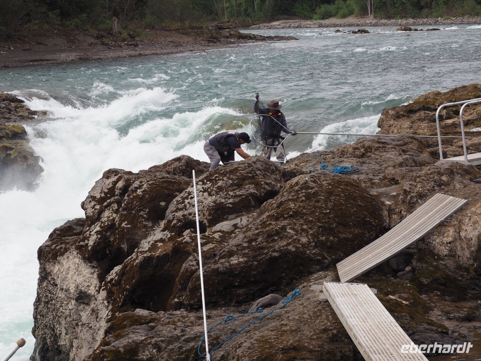 P1010226.JPG, gar nicht so einfach, die Lachse im Kescher zu halten