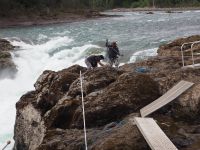 P1010226.JPG, gar nicht so einfach, die Lachse im Kescher zu halten