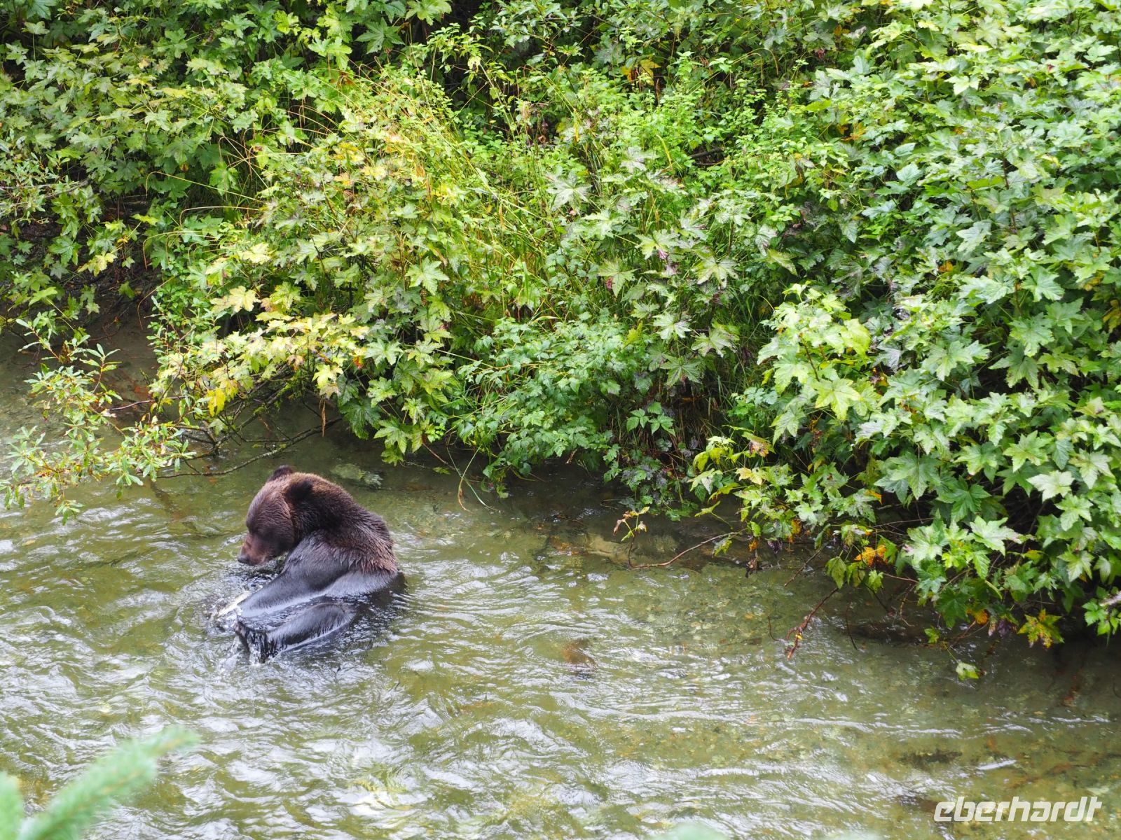 P1010309.JPG, oh, was ist denn das, doch nicht etwa der heiß ersehnte Bär???