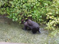 P1010311.JPG, der sich gar nicht stören lässt