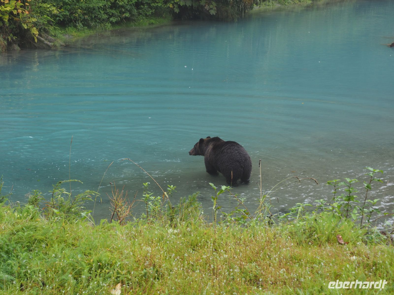 P1010317.JPG, und gemächlich ins Wasser trottet