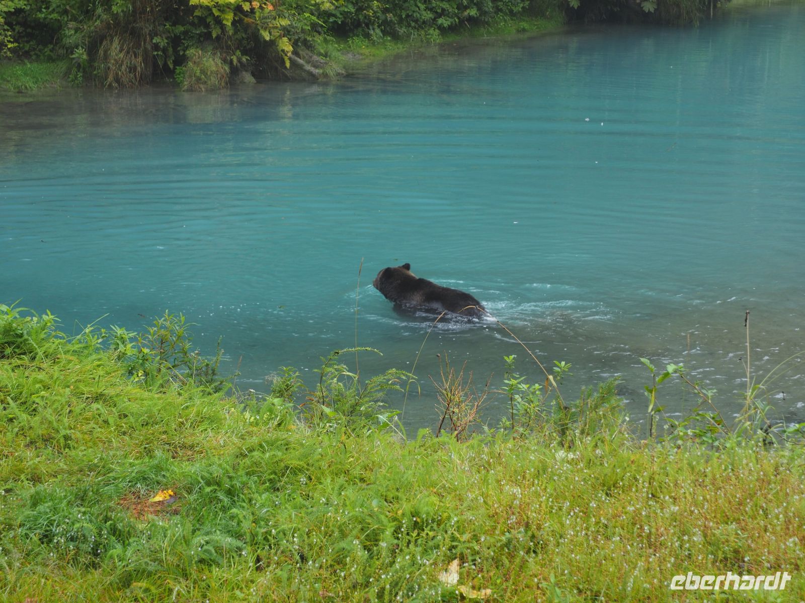 P1010318.JPG, und sogar ganz in Ruhe schwimmt