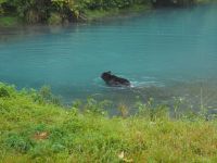 P1010318.JPG, und sogar ganz in Ruhe schwimmt