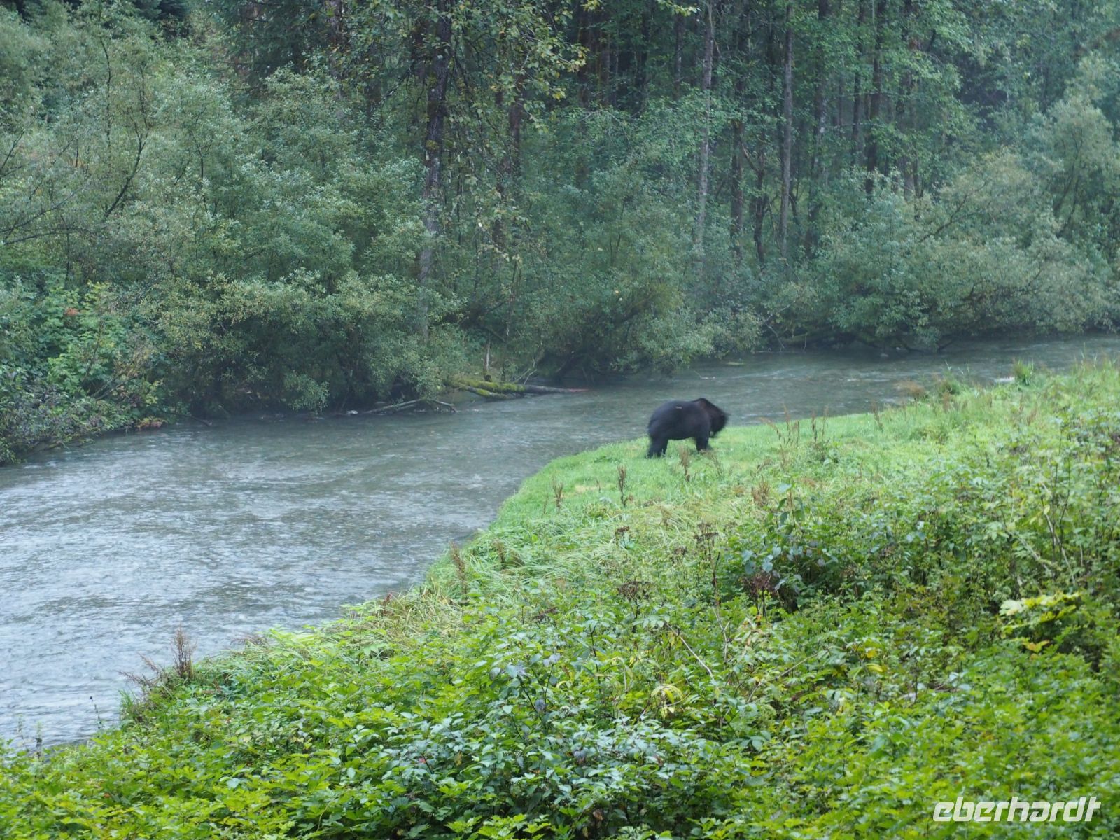 P1010361.JPG, schwarzer Grizzly im grünen Gras