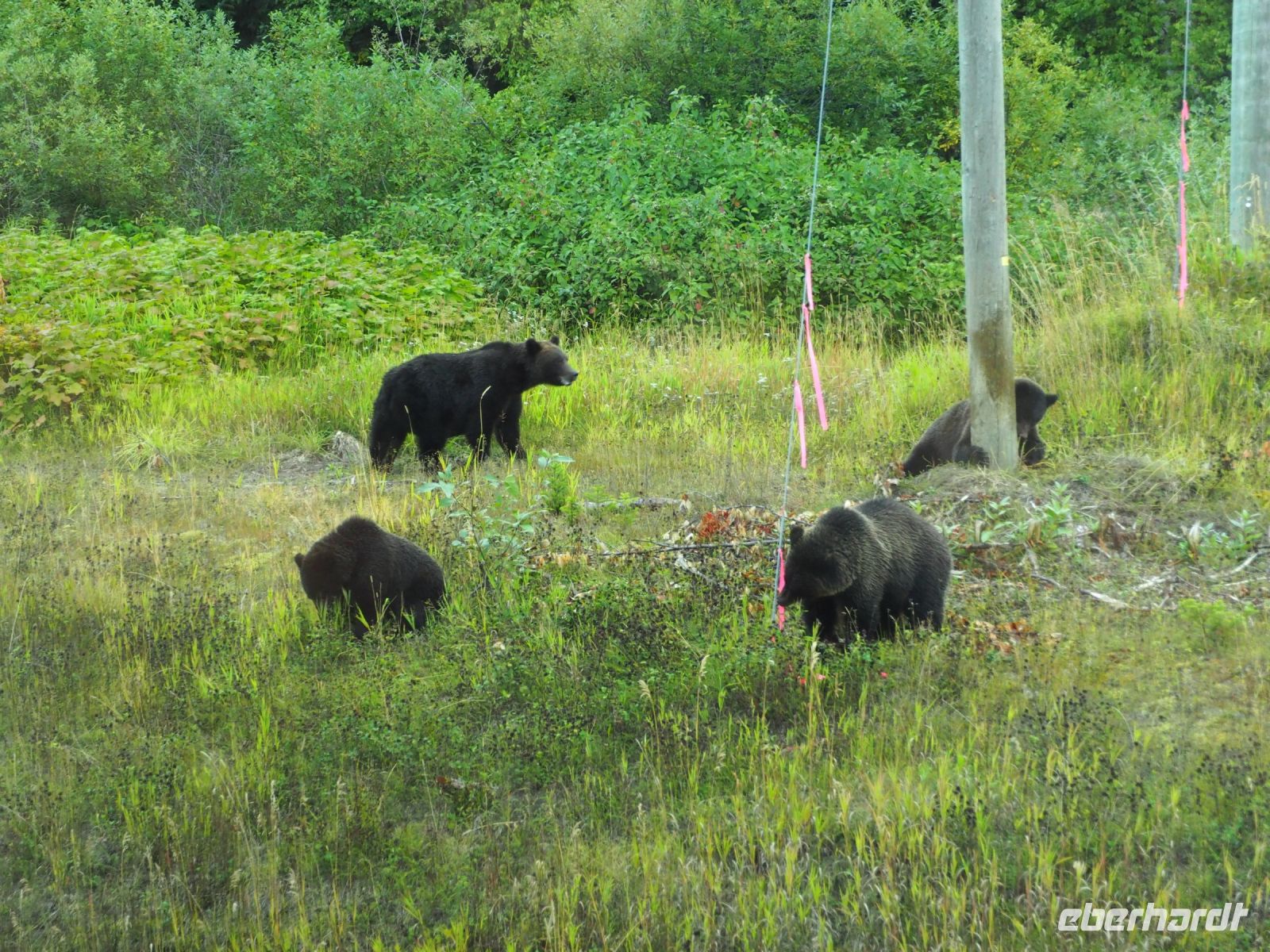 P1010366.JPG, gleich 4 Grizzlys beim Spielen