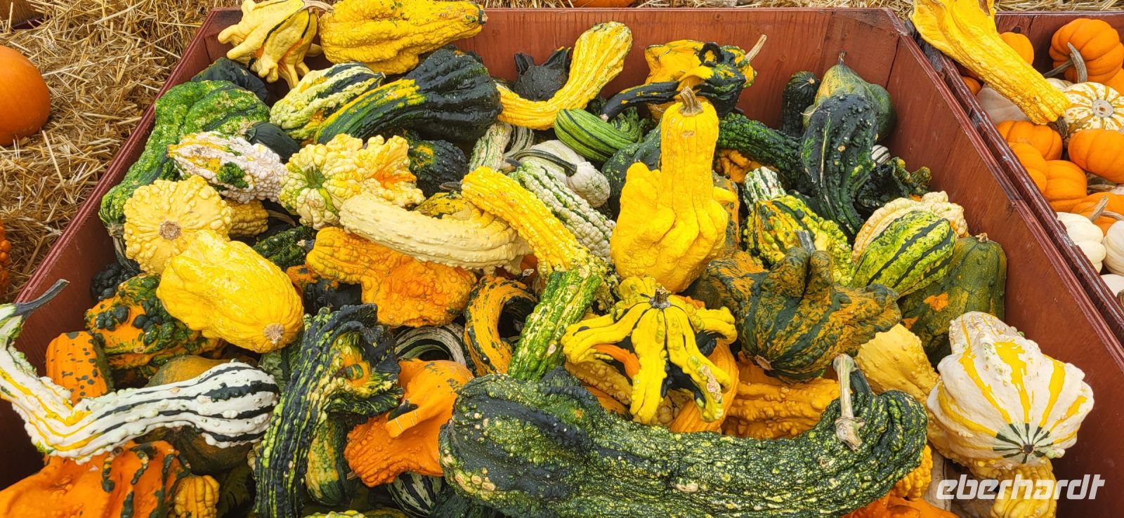 19 Zierkürbisse 