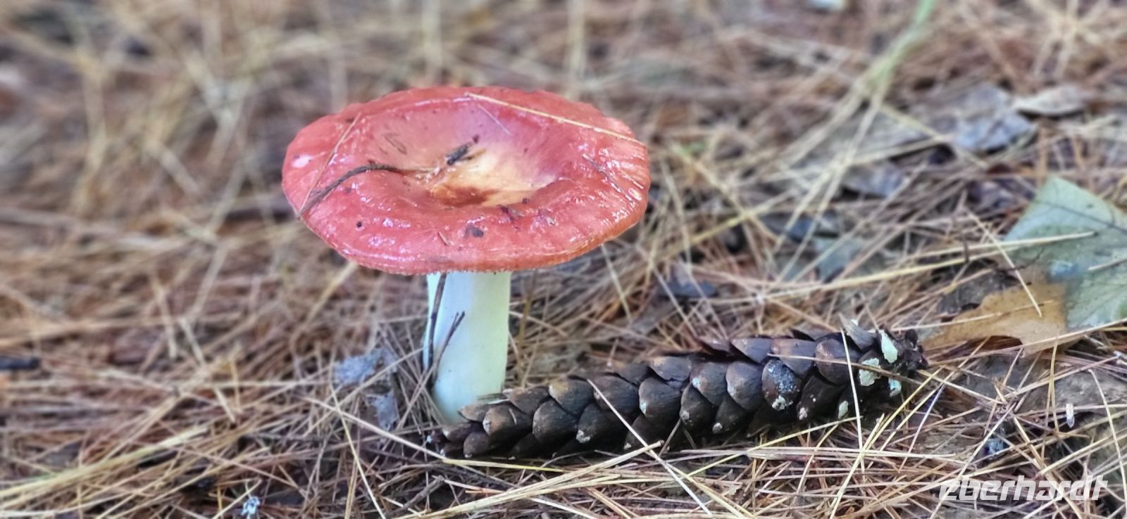 46 Wanderung entlang des Hardy Lakes