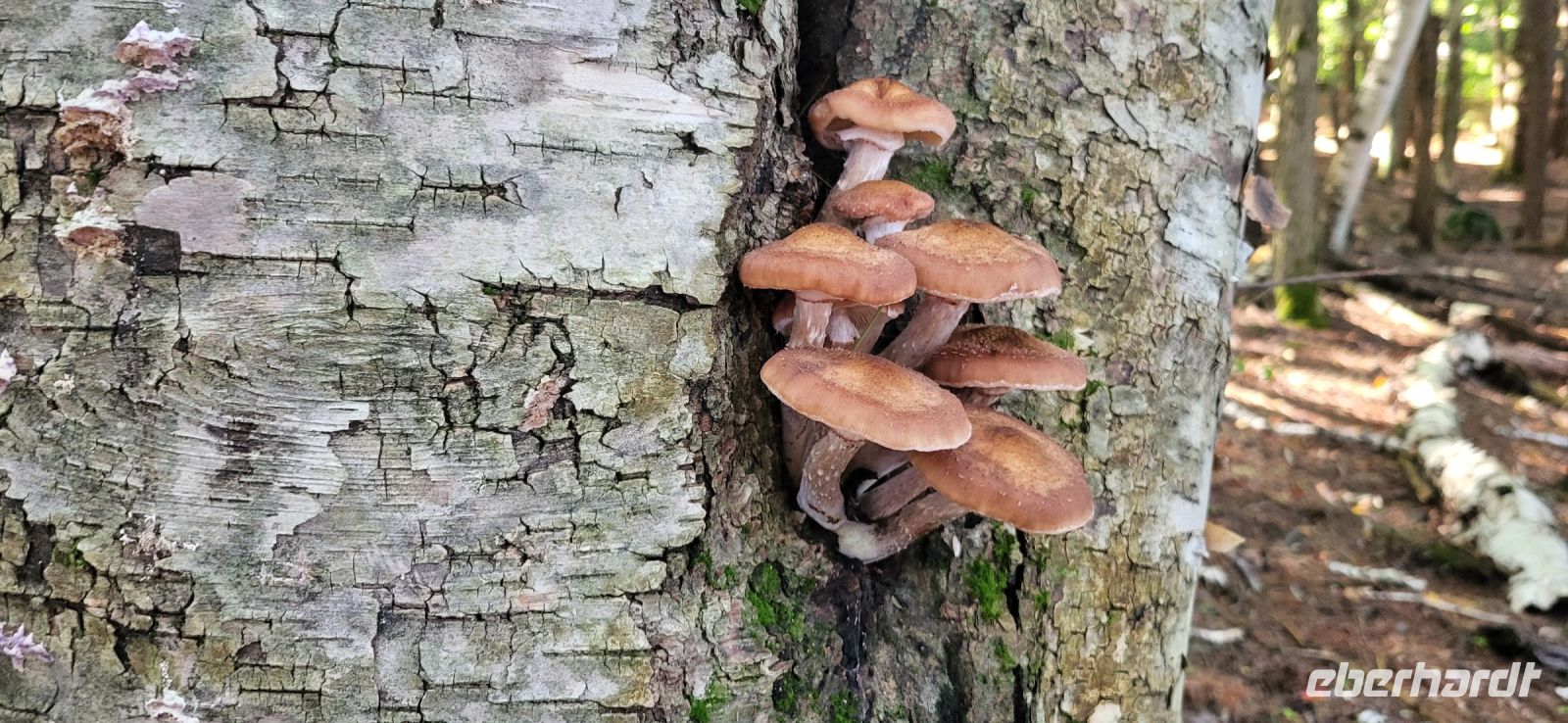 47 Wanderung entlang des Hardy Lakes