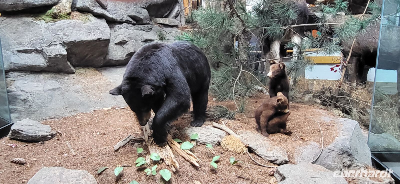 59 Tiere im Algonquin Park