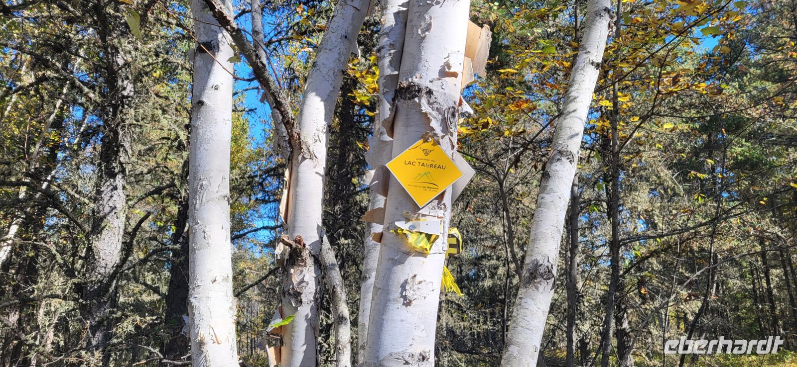 117 herrliche Birkenwälder