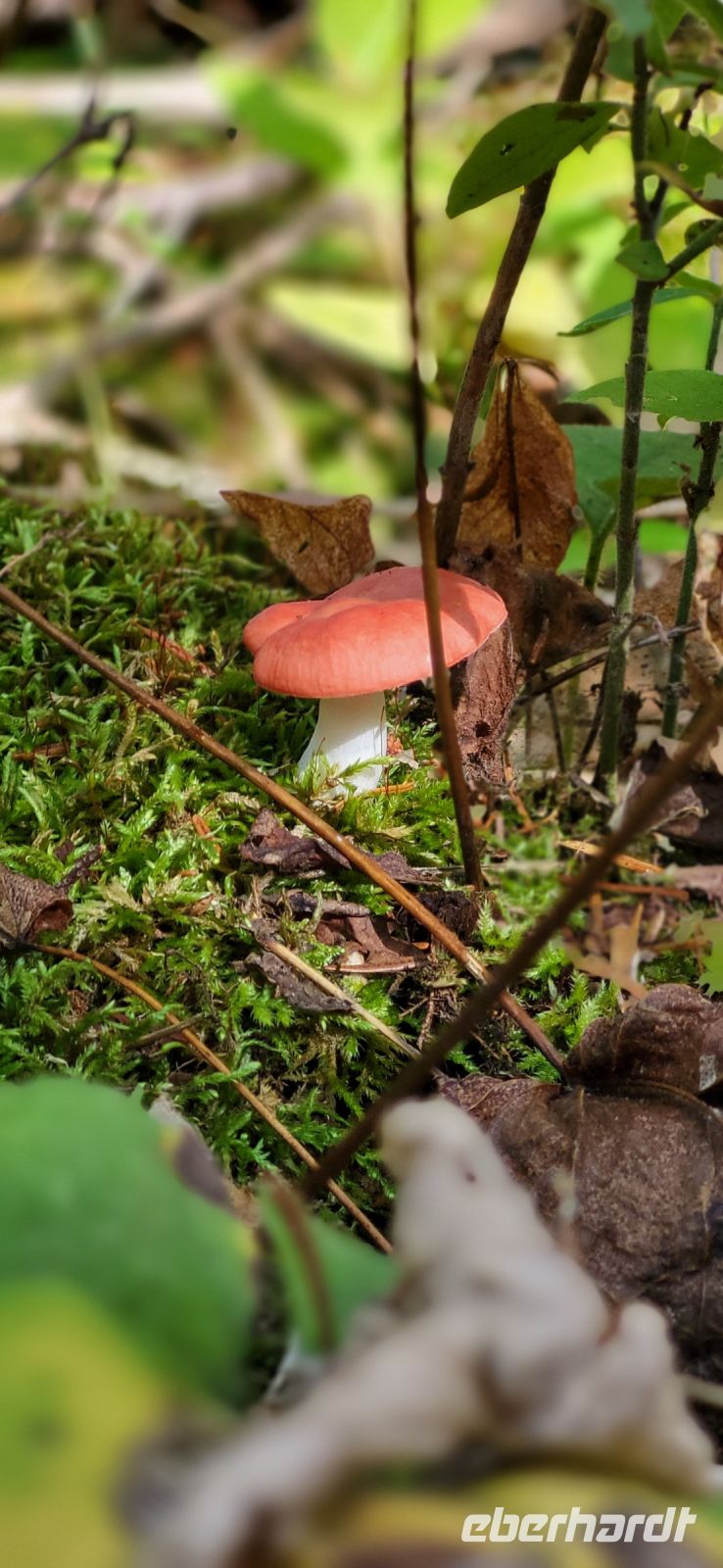 125 viele Pilze entlang des Sees