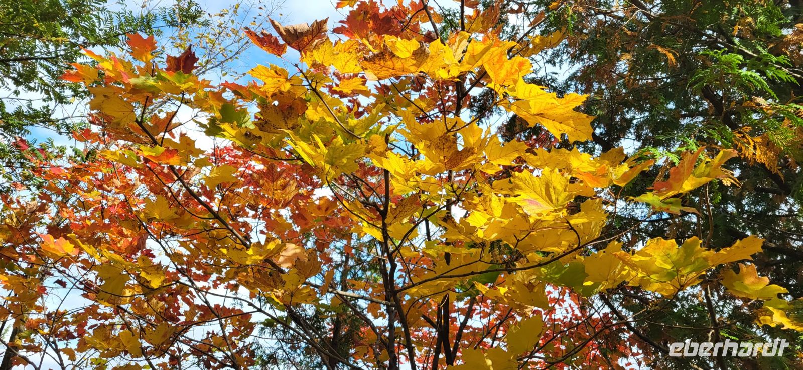 140 Indian Summer lässt grüßen