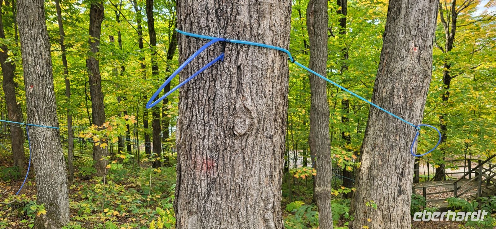 149 Ahornbäume werden angezapft