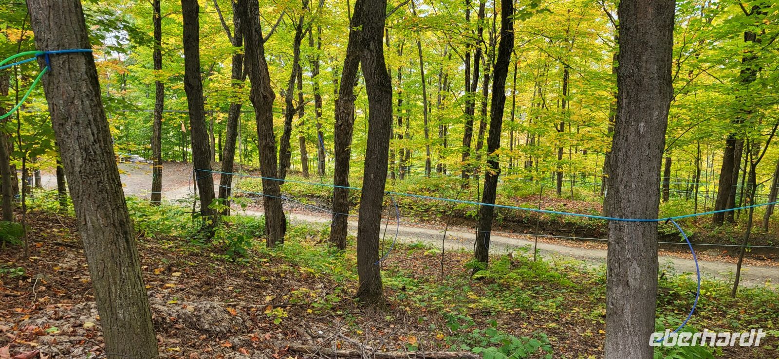 150 Ahornbäume für die Saftgewinnung