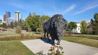 Bison-Skulptur am Fort Calgary