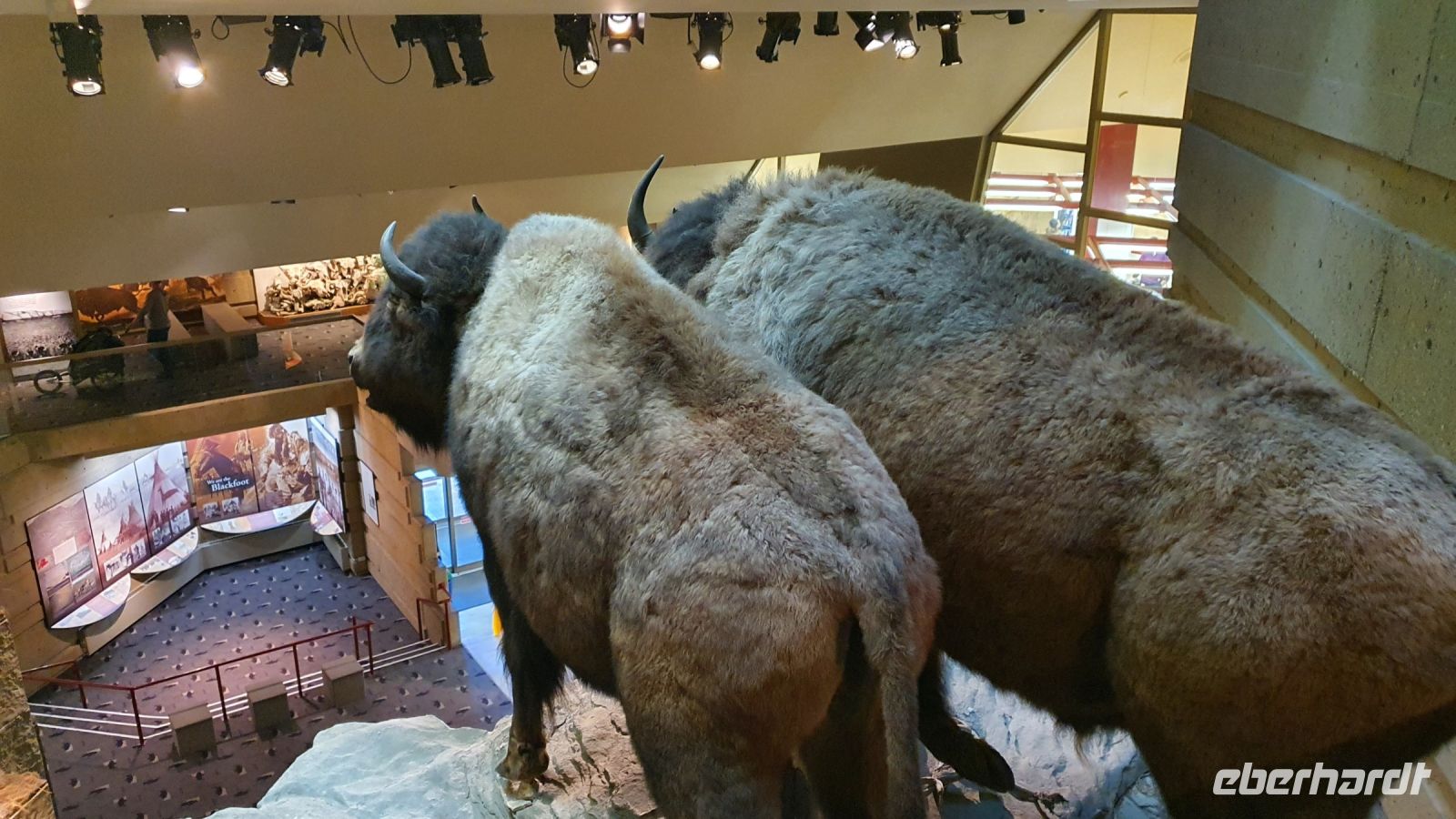 Bisons im UNESCO-Weltkulturerbe Head-Smashed-In Buffalo Jump