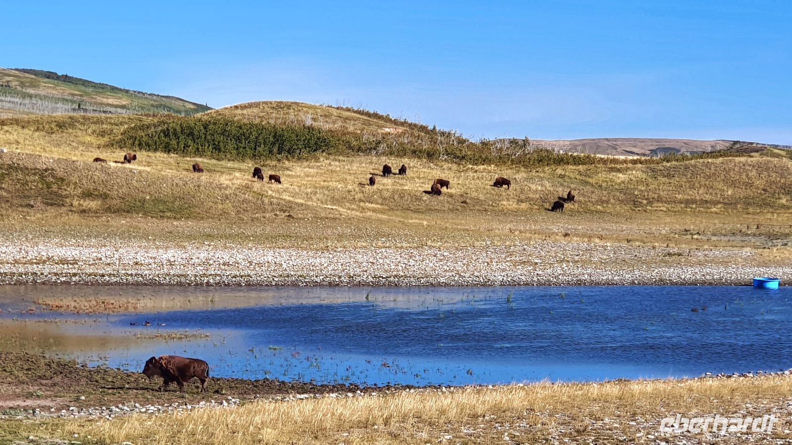 Bison-Weide bei Waterton