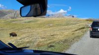 Bison-Weide bei Waterton