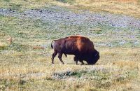 Bison-Weide bei Waterton