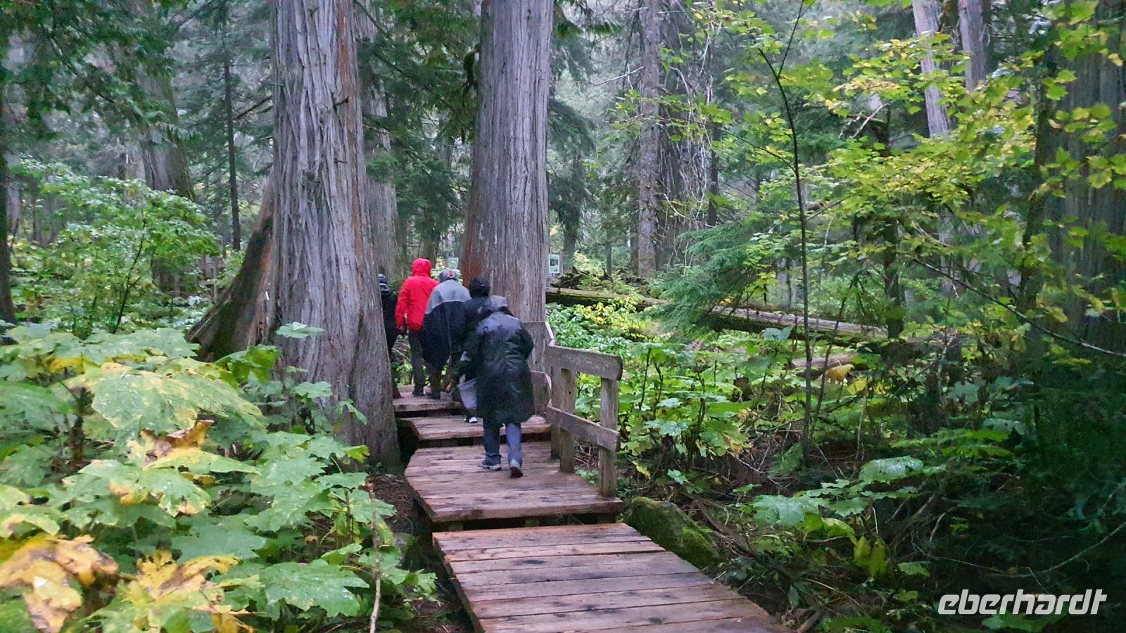 Wanderung im Regenwald - Giant Cedar Boardwalk bei Revelstoke