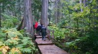 Wanderung im Regenwald - Giant Cedar Boardwalk bei Revelstoke