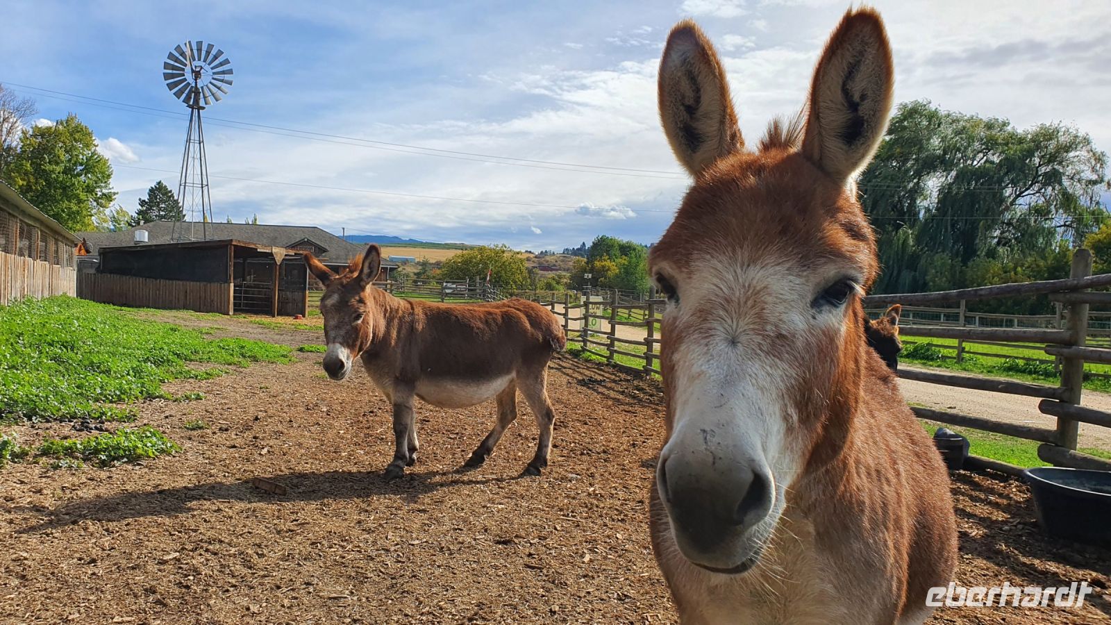 Esel auf der O'Keefe Ranch