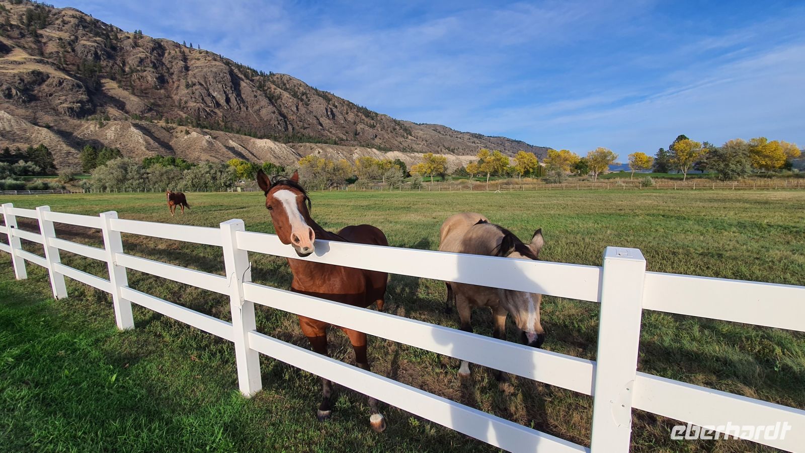 Pferde am Hotel South Thompson Inn Guest Ranch
