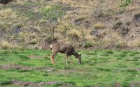 Reh in Lillooet