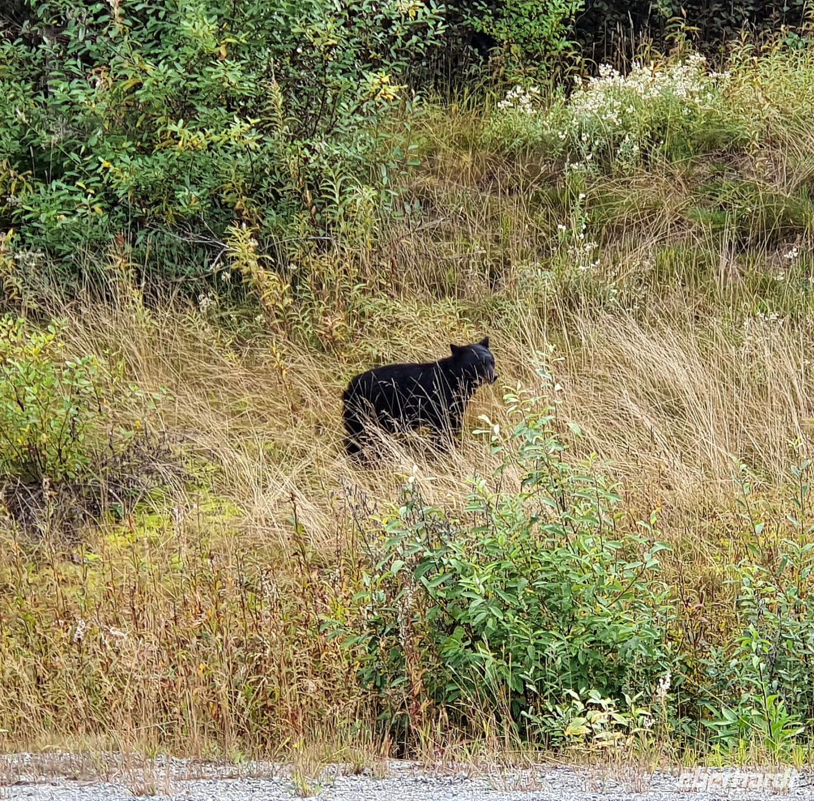 Schwarzbär bei Whistler