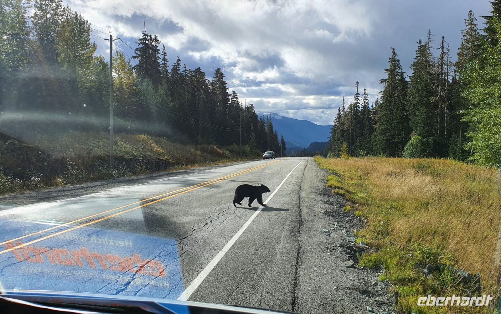 Schwarzbär bei Whistler