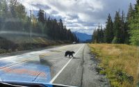 Schwarzbär bei Whistler