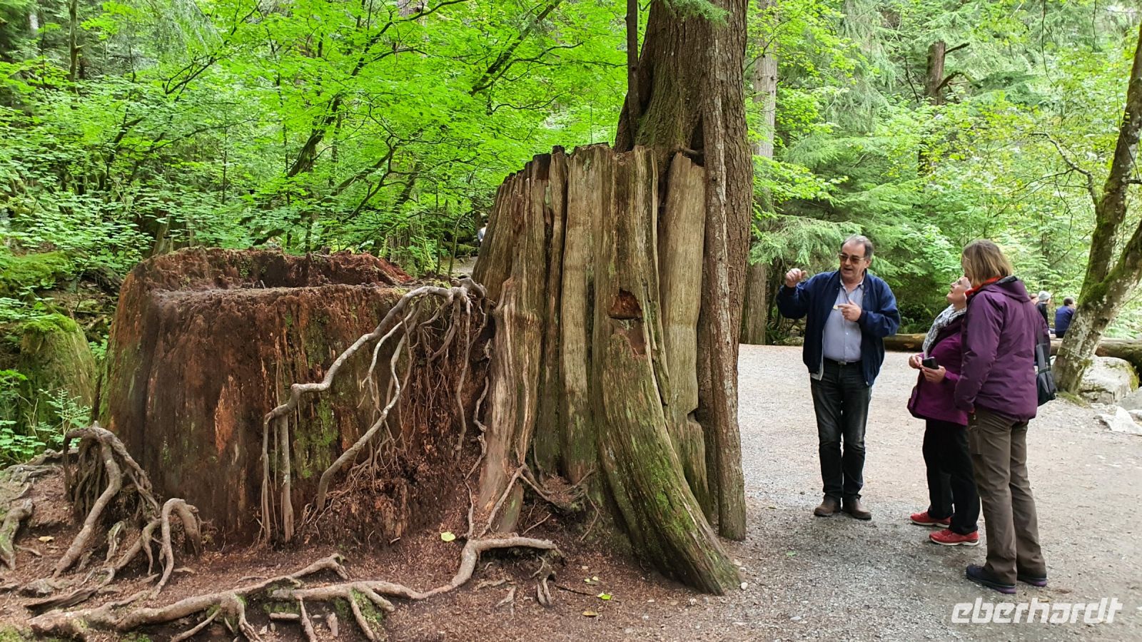 Rotzedern-Stamm an den Shannon Falls