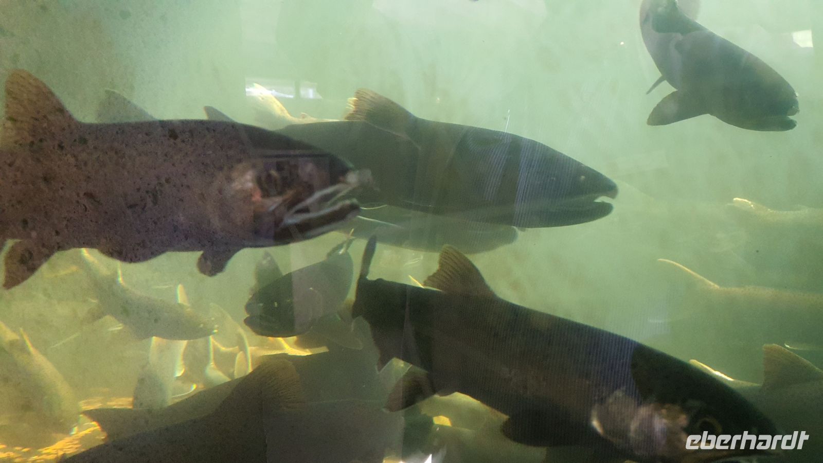 Lachszuchtstation am Capilano River bei Vancouver